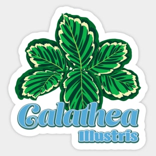 Calathea Illustris Sticker